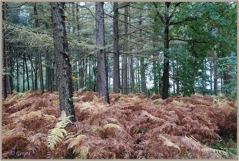Herfstkleuren Verkensbos.JPG - Herfstkleuren Verkensbos